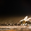 Грийнпийс България: с разрешение за употребата на неоникотиноидни пестициди, излагаме пчелите на риск