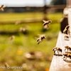 Опасни пестициди застрашават пчелните популации