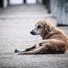 БАБХ ще стартира кампания за ограничаване на изоставянето на кучета