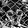 Петиция за затваряне на общинските концлагери за кучета събра подкрепата на над 11 000