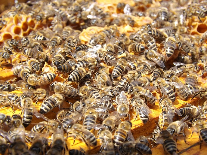 Откриват ”Музей на пчелата” в София