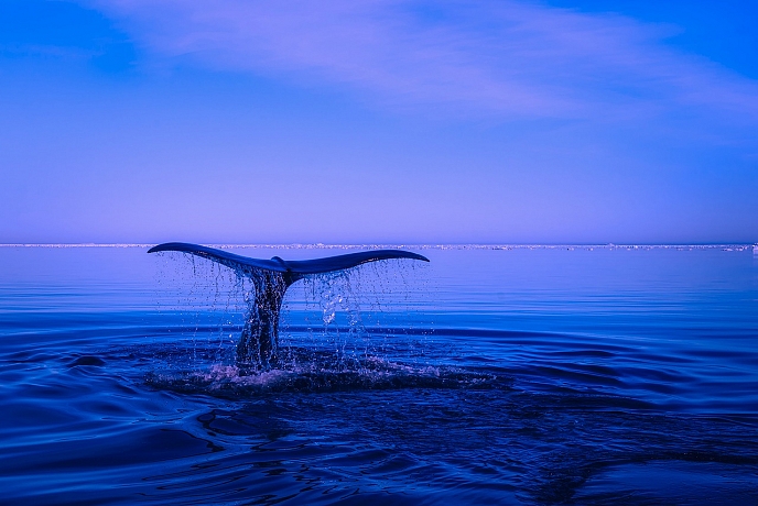 ”Синият кит” - градската легенда, която събуди детското любопитство и родителските страхове