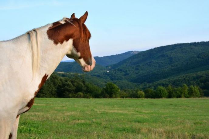 Фотоизложба: Американски коне носители на непреходни ценности
