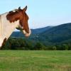 Фотоизложба: Американски коне носители на непреходни ценности