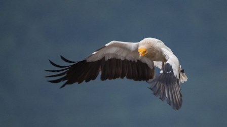 Обществено допитване относно Планa за действие за опазване на балканската, кавказката и централно-азиатската популация на