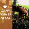 Дари гора за орела