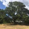 11-ото издание на конкурс „Дърво с корен 2020“ търси историите на любими и впечатляващи дървета