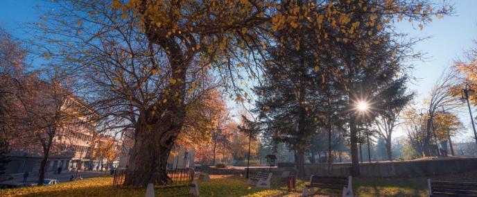 450-годишна черница от Велики Преслав стана ”Дърво с корен” за 2020 г.