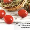 Български Червен кръст - Пловдив набира доброволци за кампанията „Да споделим Великден“