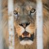 Защо през 2021 г. лъвове и мечки все още се отглеждат в лоши условия в български зоопаркове?