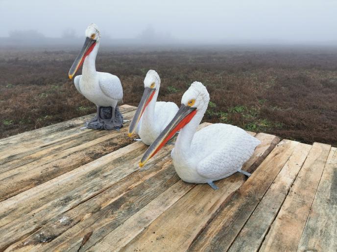 Нова гнездова колония на застрашения къдроглав пеликан се сформира в България