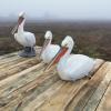 Нова гнездова колония на застрашения къдроглав пеликан се сформира в България