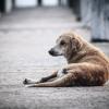Екип на фондация „Четири лапи“ кастрира бездомните кучета и котки в Перник