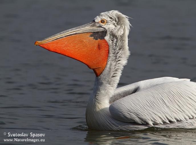 Търсим още хора, за да подредим гигантски „жив“ къдроглав пеликан в Морската градина на Бургас