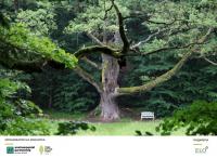 16 любими дървета участват в знаковия конкурс „Европейско дърво на годината 2022“