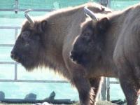 Три животни от вида европейски бизон пристигнаха в Източните Родопи
