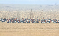 800 червеногуши гъски бяха преброени в България