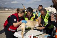 ЧЕТИРИ ЛАПИ продължава да спасява животни след опустошителните земетресения