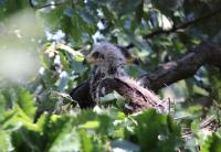 Първи за България документиран случай на гнездо на малък креслив орел с две малки