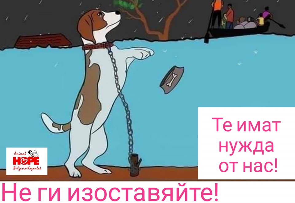 Фондация Animal Hope Bulgaria - Казанлък организира кампания в помощ на бедстващите животни в Царево след наводненията