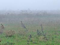 Изключително рядката птица стрепет е установена на територията на община Стамболово